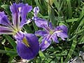 Guy Fanguy - Artist - Photographer - Guy Fanguy - Louisiana - Flowers on the Bayou (4).jpg Size: 78258 - 5